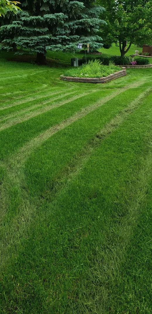 A Rockford back garden with mowing stripes, a raised stone bed and a mature evergreen